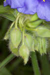 Hairyflower spiderwort